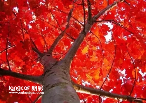 重庆朗彩木门：北美红橡木